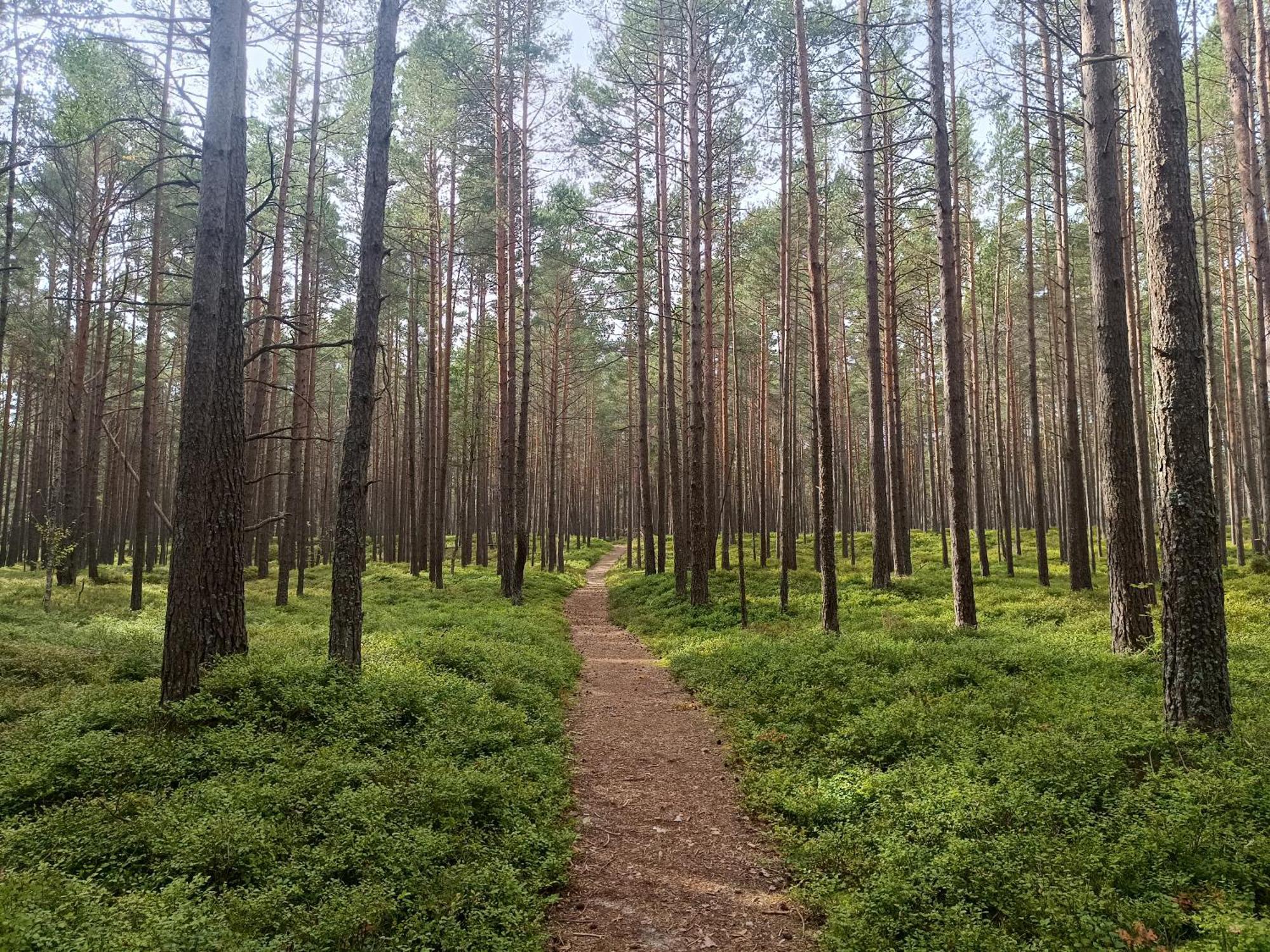 Kemeri Hotel In National Park - Free Parking Jurmala Exterior photo